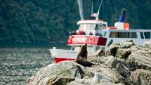 Milford Sound Encounter Nature Cruise